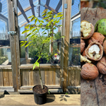 Äkta Valnötsträd i olika storlekar: Extra Härdiga exemplar 30-160 cm (Juglans regia)