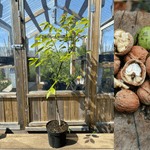 Äkta Valnötsträd i olika storlekar: Extra Härdiga exemplar 30-160 cm (Juglans regia)