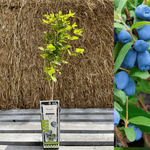 Blåbärstry / Honungsbär 'Borealis' 40-60 cm (Lonicera caerulea var. kamtschatica)