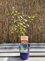 Blåbärstry 'Vostorg' 40-60 cm (Lonicera caerulea var. kamtschatica)