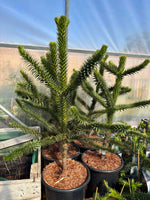 Brödgran / Apträd i olika storlekar 25-80 cm (Araucaria araucana)
