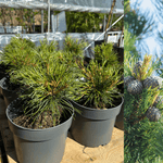 Cembratall 10-20 cm (Pinus cembra)