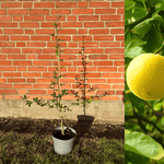 Citrontörne i olika storlekar 20-100 cm (Citrus trifoliata)