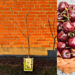 Bigarråträd 'Lapins' i olika storlekar 80-150 cm (Prunus avium)