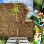 Dadelplommon i olika storlekar 100-160 cm (Diospyros lotus)