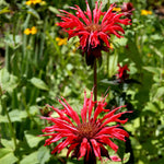 Röd Temynta 'Cambridge Scarlet' 10-20 cm (Monarda didyma)
