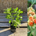 Indisk Ginseng / Ashwagandha Planta 20-40 cm (Withania somnifera) i kruka med frodiga gröna blad.