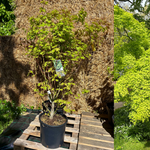 Japansk Lönn 80-120 cm (Acer palmatum)