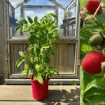 Jordgubbshallon Planta 40-60 cm (Rubus illecebrosus)