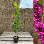 Kinesiskt Judasträd 40-50 cm (Cercis chinensis) med gröna blad i kruka, blomstrande rosa blommor i bakgrunden.