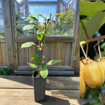 Kiwi 'Jenny' Självfertil Planta 80-100 cm (Actinidia deliciosa)