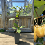 Kiwi 'Jenny' Självfertil Planta 80-100 cm (Actinidia deliciosa)