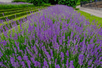 Lavandin 'Grosso' 20-30 cm (Lavandula x intermedia)