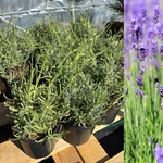 Lavendel 20-30 cm (Lavandula angustifolia)