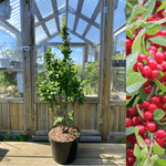 Luddkörsbär i olika storlekar 30-70 cm (Prunus tomentosa)