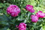 Luktpion 'Alexander Fleming' 20-30 cm C2 kruka (Paeonia lactiflora)