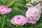 Luktpion 'Sorbet' 20-30 cm (Paeonia lactiflora)