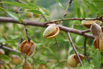 Mandelträd 'Nut Me Avijor': Självfertil Dvärgsort 50-70 cm (Prunus dulcis)