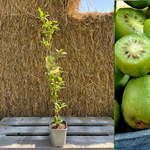 Minikiwi 'Issai' Självfertil Sort 60-80 cm (Actinidia arguta x polygama)