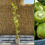 Minikiwi 'Issai' Självfertil Sort 60-80 cm (Actinidia arguta x polygama)