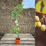 Minikiwi 'Lucy' Lätt Självfertil Honplanta 60-80 cm (Actinidia arguta)