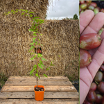 Minikiwi 'Scarlet September Kiwi' Honplanta 60-80 cm (Actinidia arguta)
