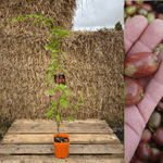 Minikiwi 'Scarlet September Kiwi' Honplanta 60-80 cm (Actinidia arguta)