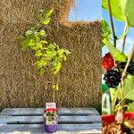 Mullbär 'Full Seasons' 70-120 cm (Morus alba)