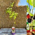 Mullbär 'Full Seasons' 70-120 cm (Morus alba)