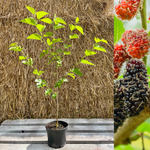 Svart Mullbärsträd 'Mulle' 60-80 cm (Morus acidosa)