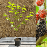 Svart Mullbärsträd 'Mulle' 60-80 cm (Morus acidosa)