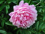Luktpion 'Sarah Bernhardt' 10-20 cm (Paeonia lactiflora)