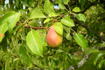 Päronträd 'Clapp's Favourite' 125-150 cm C7,5 (Pyrus communis)