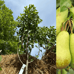 Päronträd 'Conference': Stora Träd 3m, 7cm stamomkrets (Pyrus communis)
