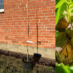 Pekanträd i olika storlekar 30-120 cm (Carya illinoinensis)