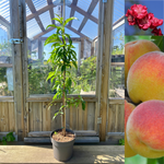 Persika 'Melred' Träd 50-60 cm C4 (Prunus persica)