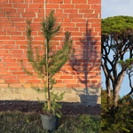 Pinjetall / Pinjeträd i olika storlekar 30-150 cm (Pinus pinea)