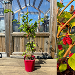 Rött Mullbär 'Red No. 2' 50-80 cm (Morus rubra)