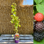 Svart Hallon 'Black Jewel' Planta 60-80 cm (Rubus occidentalis)
