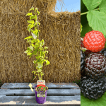 Svart Hallon 'Black Jewel' Planta 60-80 cm (Rubus occidentalis) i kruka framför halmvägg