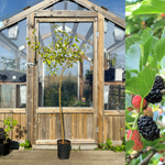 Svart Mullbärsträd i olika storlekar 60-170 cm (Morus nigra)