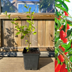 Gojibär / Bocktörne 20-40 cm (Lycium barbarum)