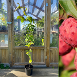 Koreansk Blomsterkornell i olika storlekar 30-125 cm (Cornus kousa)