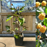 Parakrasse / Tandvärksplanta 15-30 cm (Acmella oleracea) i kruka med gröna blad och blommor.