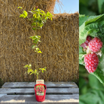 Taybär 'Buckingham Tayberry' Taggfri 60-80 cm (Rubus fruticosus x ideaus)