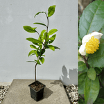 Tebuske 'Kymin': Härdig sort (Camellia sinensis var. sinensis) 30-40 cm, växt i kruka med blad och blomma.