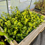 Tebuske 'Tearoma®': Härdig sort (Camellia sinensis) 30-40 cm