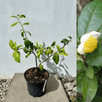 Tebuske 'Tieguanyin': Härdig sort (Camellia sinensis var. sinensis) 40-50 cm
