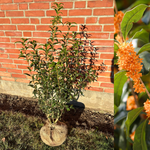 Tedoftbuske i olika storlekar (Osmanthus fragrans) 20-80 cm