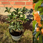 Tedoftbuske i olika storlekar (Osmanthus fragrans) 20-80 cm